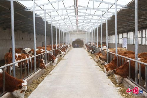 中国肉牛产业科右中旗指数发布 泰高牧业以数据赋能“牛城牛事”