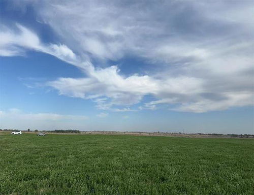 准格尔旗泰高牧业 以优质牧草基地建设为抓手 驱动畜牧业高质量发展