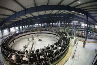 匠心品质引领未来 泰高牧业旗帜奶粉的鲜活修炼手册